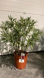 Nerium oleander, Tuin en Terras, Planten | Tuinplanten, Ophalen