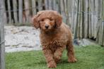 Abrikoze medium Labradoodle pups met stamboom, Dieren en Toebehoren, België, Overige rassen, CDV (hondenziekte), 8 tot 15 weken
