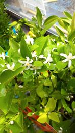 Zeer mooie MANDARIJNEN-BOOMPJES ( op stam) , geënt! 24€/stuk, Ophalen of Verzenden, Vaste plant, Fruitplanten, Volle zon