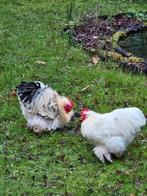 Krulveer cochin haantje, Dieren en Toebehoren, Pluimvee