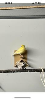 Kararie 15 stuks einde hobby, Dieren en Toebehoren, Vogels | Parkieten en Papegaaien