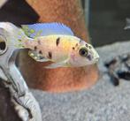 Aulonocara Yellow Berry malawi cichliden, Dieren en Toebehoren, Vissen | Aquariumvissen, Vis, Zoetwatervis