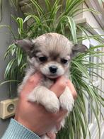 Schattige chihuahua pups te koop, Dieren en Toebehoren, Honden | Chihuahua's en Gezelschapshonden, Meerdere, 8 tot 15 weken, België