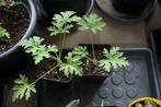 Citroengeranium plantjes.., Ophalen, Vaste plant, Overige soorten, Halfschaduw