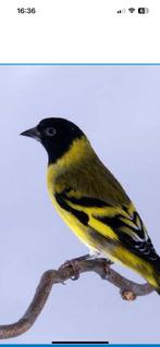 Tarin, Dieren en Toebehoren, Vogels | Duiven, Mannelijk