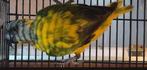Recherche youyou du sénégal panaché, Animaux & Accessoires, Oiseaux | Perruches & Perroquets