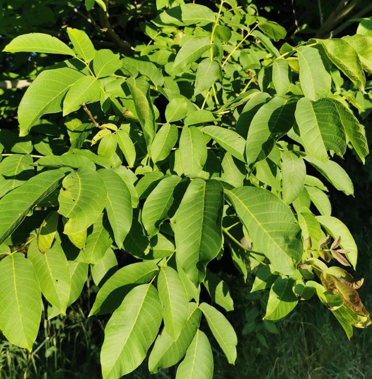 Walnoot bomen, Tuin en Terras, Planten | Bomen, Ophalen