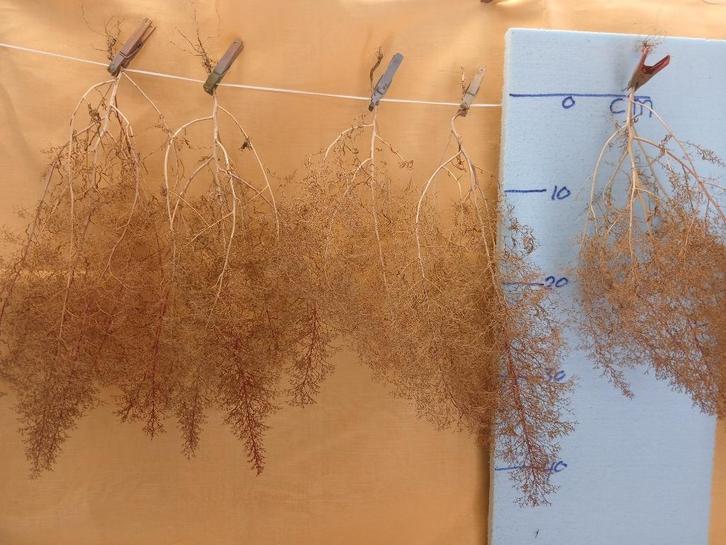 Zeeschuim, Hobby en Vrije tijd, Modeltreinen | H0, Nieuw, Natuur, Ophalen of Verzenden