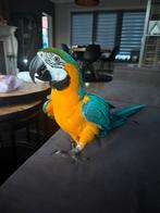 Ara “Belleke” – lieve dame met papieren & kooi 🦜, Dieren en Toebehoren, Vrouwelijk