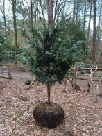 taxus stam, Ophalen