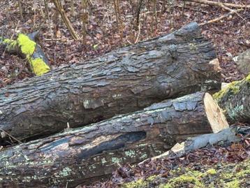 Gratis brandhout, Tuin en Terras, Brandhout, 6 m³ of meer, Ophalen, Stammen