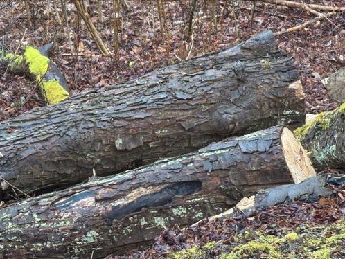Gratis brandhout, Tuin en Terras, Brandhout, Stammen, 6 m³ of meer, Ophalen