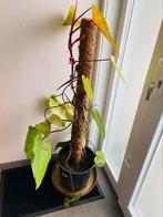 Mooie kamerplant +/- 1m20 hoog, Ophalen, 100 tot 150 cm, Overige soorten, In pot