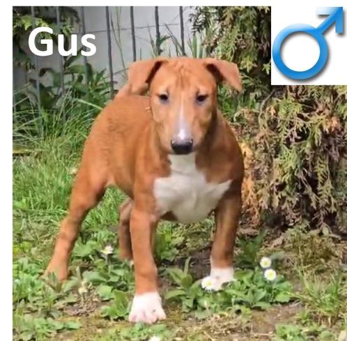 Chiots X Bull Terrier « Gus & Gustina » à vendre, Animaux & Accessoires, Chiens | Jack Russell & Terriers, Plusieurs animaux, Autres races