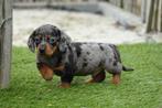 Prachtige Kortharige dwergteckel pups (korthaar dwerg teckel, Dieren en Toebehoren, Honden | Teckels en Dashonden, België, CDV (hondenziekte)