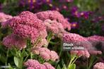 Droogte bestendige planten sedum, Tuin en Terras, Ophalen, Zomer
