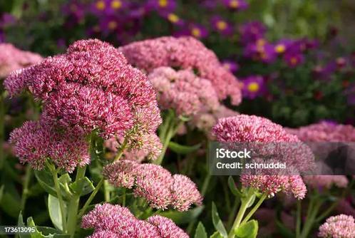 Droogte bestendige planten sedum, Tuin en Terras, Planten | Tuinplanten, Zomer, Ophalen