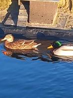 Koppel wilde eenden, Eend