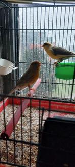 Kanarie koppel van 2024, Dieren en Toebehoren, Vogels | Kanaries