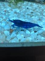 Blue dream garnalen, Dieren en Toebehoren, Vissen | Aquariumvissen