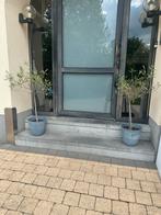 2x olijfboom met bloempot hoogte vanaf de grond is 1 meter, Ophalen