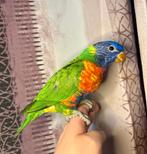 Jeune femelle loriquet EAM-Livraison possible, Femelle, Perroquet, Domestique