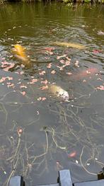 Koi vissen, Tuin en Terras, Vijvers, Ophalen, Gebruikt