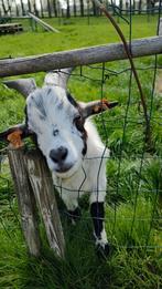 Geitenbokje, Dieren en Toebehoren, Schapen, Geiten en Varkens, Mannelijk, 0 tot 2 jaar, Geit