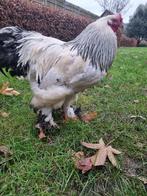 Brahma haan, Dieren en Toebehoren, Pluimvee, Mannelijk, Kip