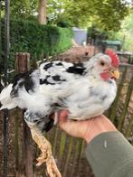 Trio bonte leghorn, Dieren en Toebehoren, Pluimvee