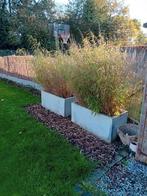 Bloembakken in beton met bamboe,, Jardin & Terrasse, Plantes | Arbustes & Haies, Enlèvement, Bambou