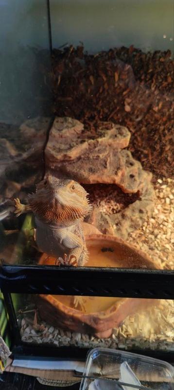 Baardagaam beschikbaar voor biedingen