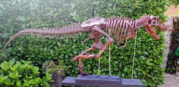 Tyrannosaurus Rex Skelet model beschikbaar voor biedingen