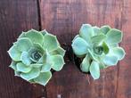 Secculent/vetplantje, Ophalen, Vetplant