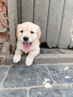 Golden Retriever pups, Dieren en Toebehoren, Honden | Retrievers, Spaniëls en Waterhonden, Golden retriever, België, 8 tot 15 weken