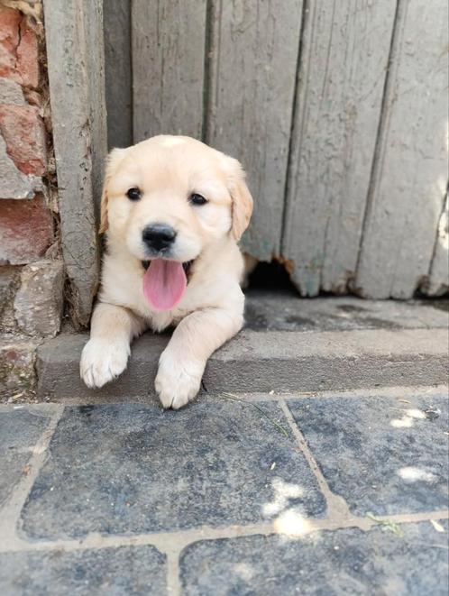 Golden Retriever pups, Dieren en Toebehoren, Honden | Retrievers, Spaniëls en Waterhonden, Teef, Golden retriever, Fokker | Professioneel