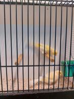 Geel mozaïek, Dieren en Toebehoren, Vogels | Kanaries, Mannelijk, Kleurkanarie