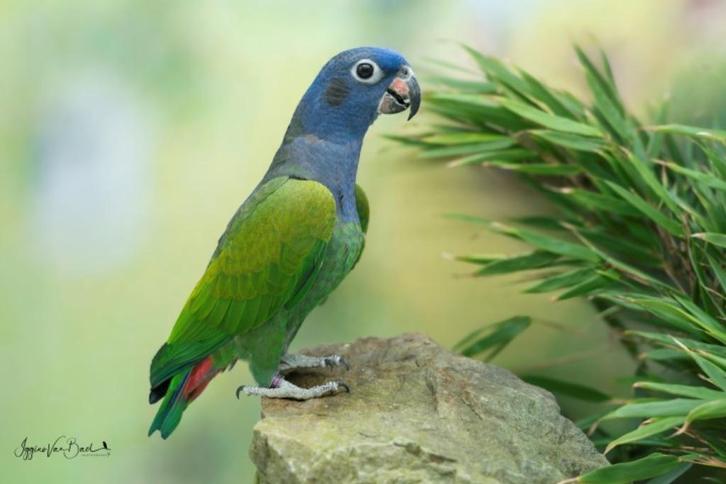 Pionus menstruus zwartoor papegaai pop, Dieren en Toebehoren, Vogels | Parkieten en Papegaaien, Papegaai, Vrouwelijk, Geringd