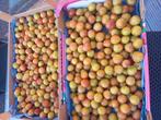 Mirabella pruimen 5€/kg, Diversen, Ophalen