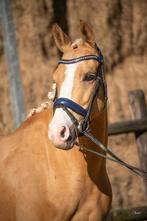 Prachtige palomino D-pony, Merrie, B, Gechipt, 7 tot 10 jaar