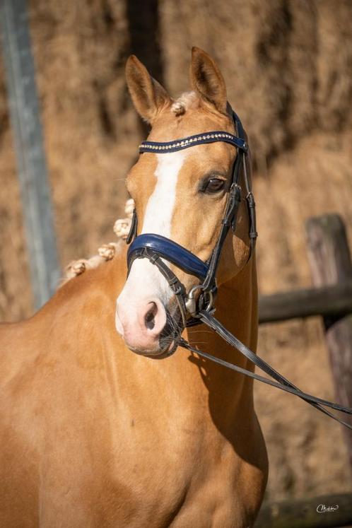 Prachtige palomino D-pony, Dieren en Toebehoren, Pony's, Merrie, B, D pony (1.37m tot 1.48m), 7 tot 10 jaar, Met stamboom, Gechipt