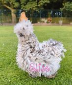 Broedeieren krul usa zijdehoenders sierkippen, Dieren en Toebehoren, Pluimvee, Kip