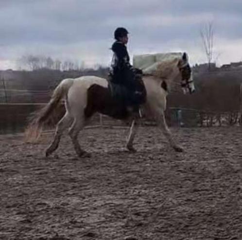 Bonte ruin, Dieren en Toebehoren, Paarden, Ruin, Niet van toepassing, 165 tot 170 cm, 11 jaar of ouder, Recreatiepaard, Gechipt