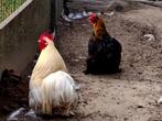 Cochin kriel kipjes, Dieren en Toebehoren, Pluimvee, Vrouwelijk, Kip
