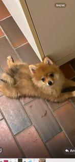 Prachtige raszuiver orange pomeriaantje nog 1 reutje, Dieren en Toebehoren, België, Particulier, Keeshond, 8 tot 15 weken