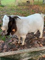 Boergeit bok, Dieren en Toebehoren, Schapen, Geiten en Varkens, Mannelijk