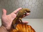 Geckos léopard, Animaux & Accessoires, Lézard, 0 à 2 ans