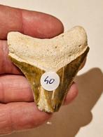 Megalodon tand NR 50 uit BV Florida USA 5,66 cm / 2,32", Ophalen of Verzenden, Fossiel