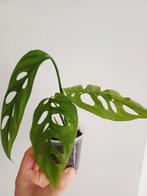 Monstera esqueleto, Huis en Inrichting, Kamerplanten, Ophalen of Verzenden