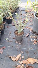 ‼️Osmanthus Burkwoodii 30+ planten aan PROMOprijzen‼️, Tuin en Terras, Planten | Struiken en Hagen, Ophalen, Taxus